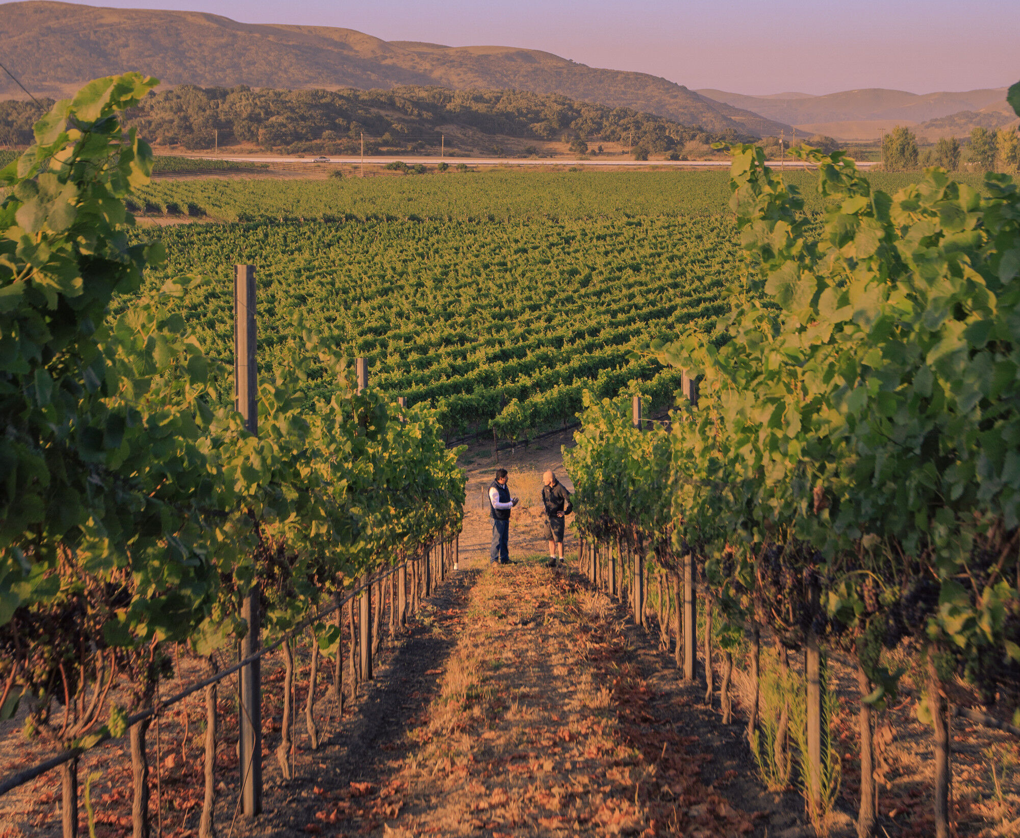 Sta. Rita Hills Chardonnay