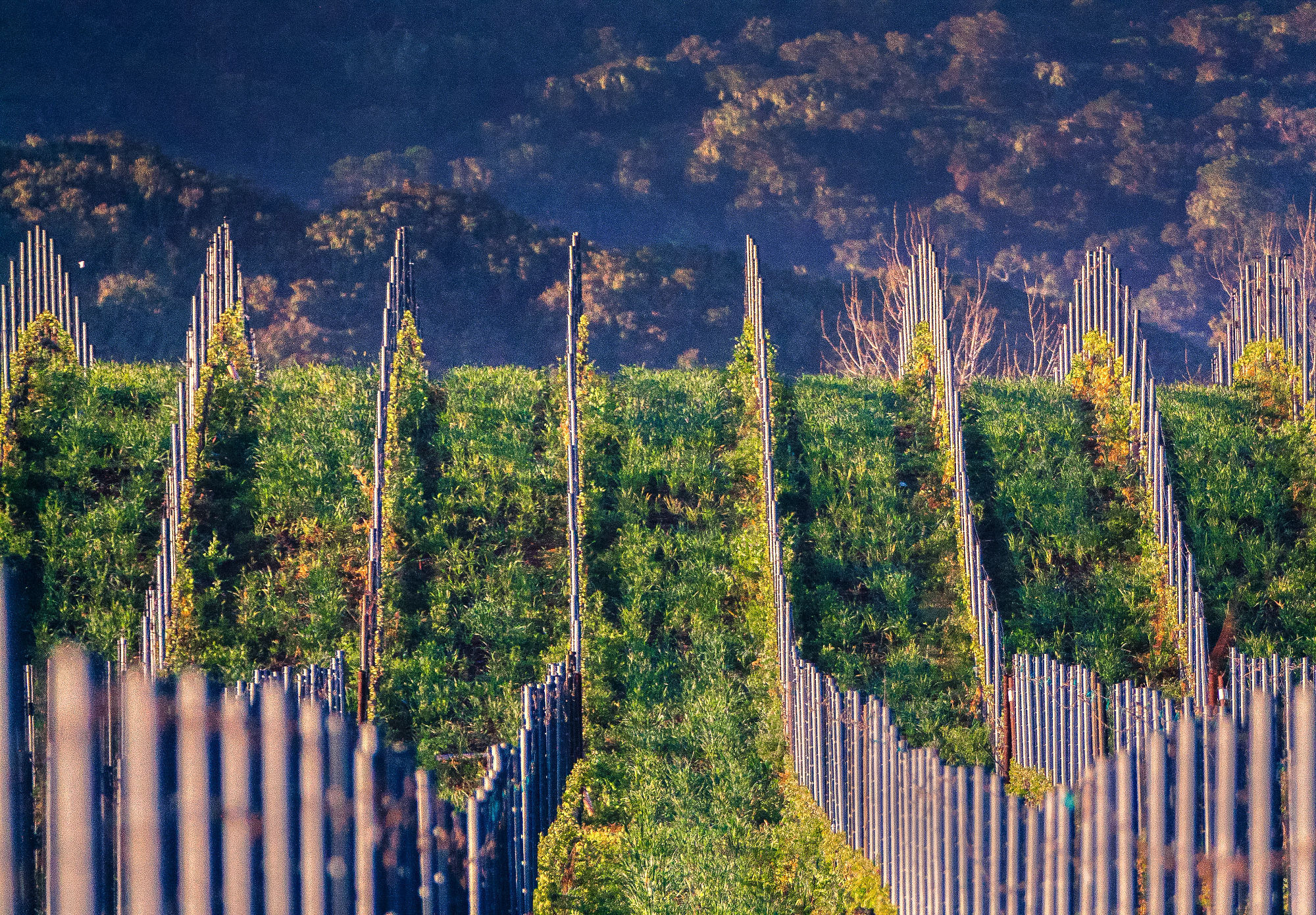 Machado Pinot Noir
