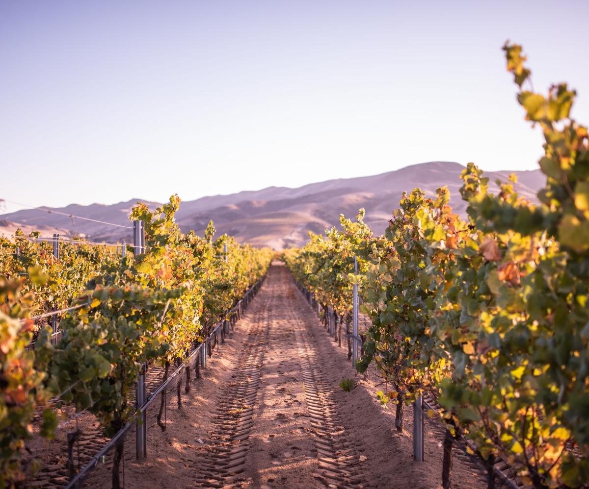 3D Vineyard in the afternoon light