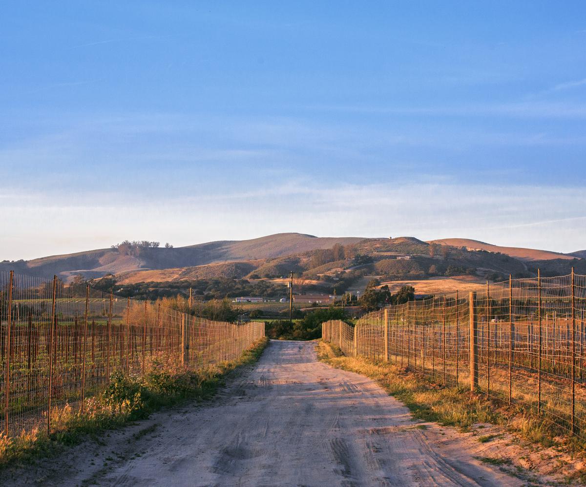 Hapgood and Acin Vineyards in the early morning light