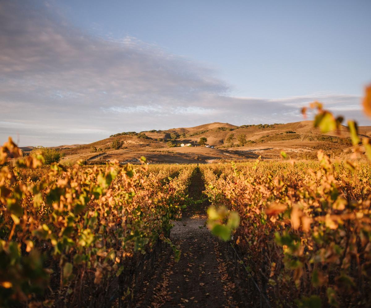 Machado Vineyard in the early light