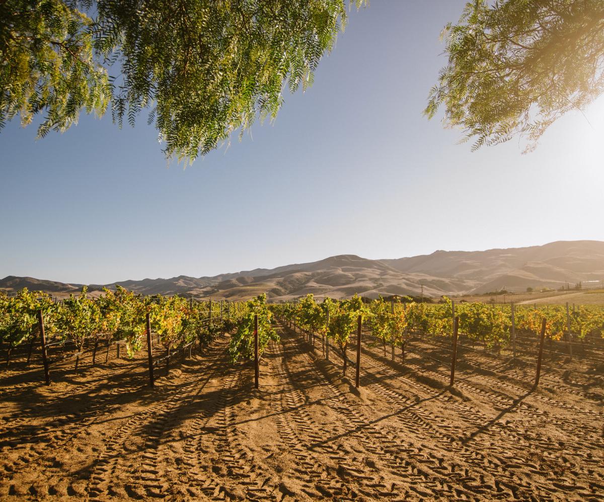 3D Vineyard in Sta. Rita Hills