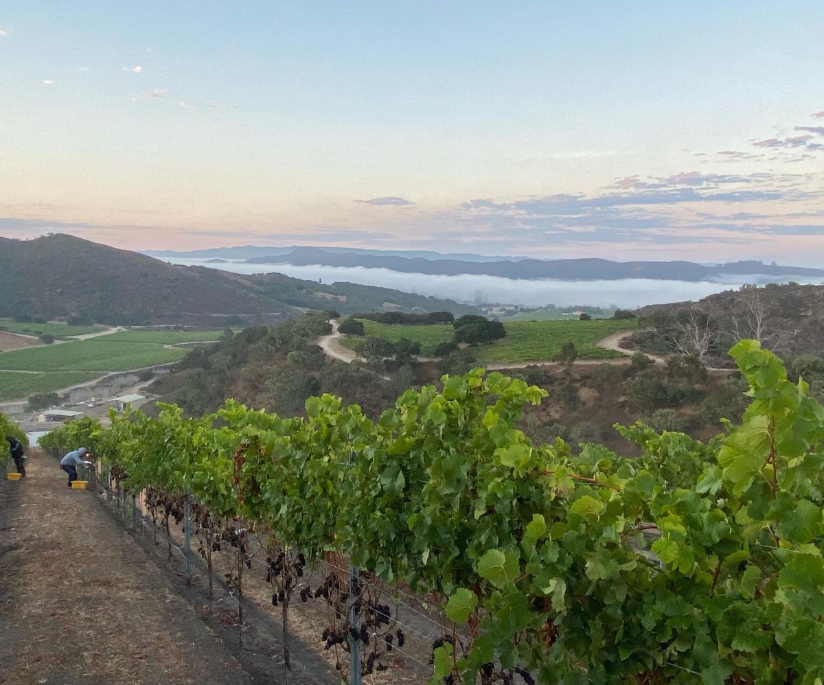 Perilune Vineyard