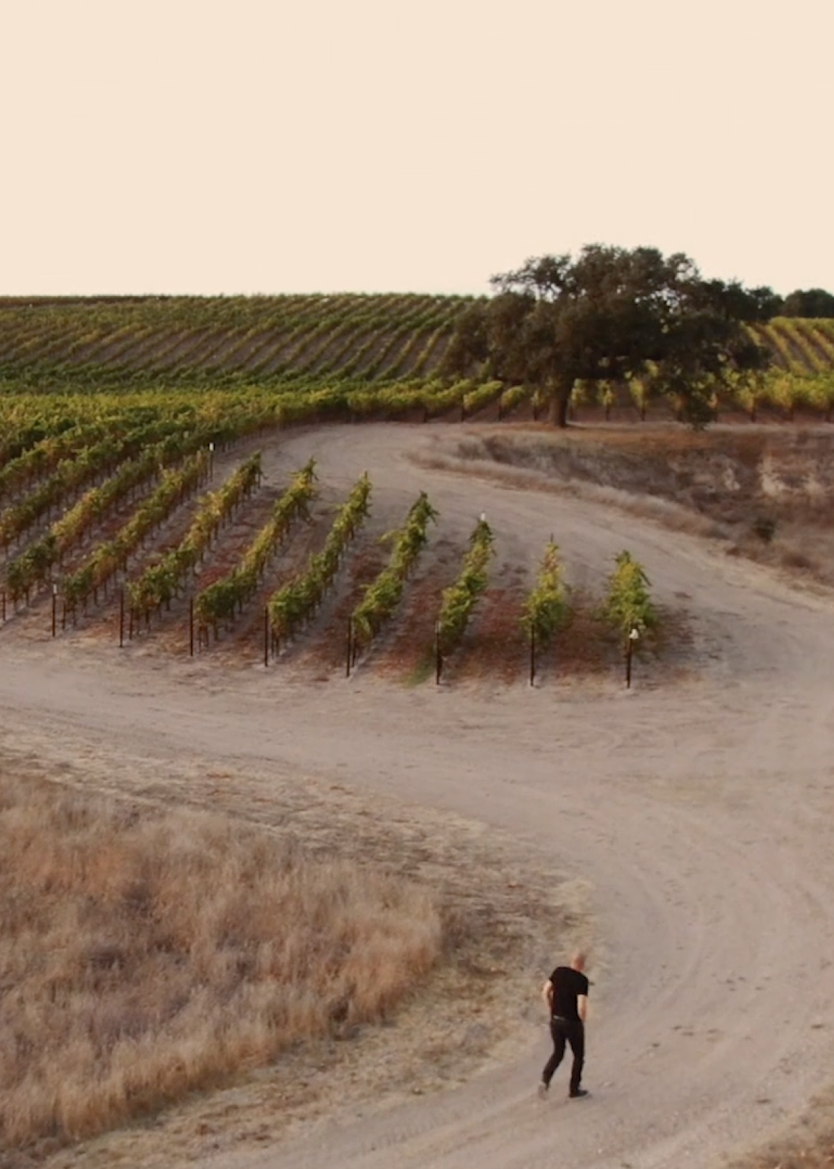 Bar-M Vineyard in Santa Barbara County 