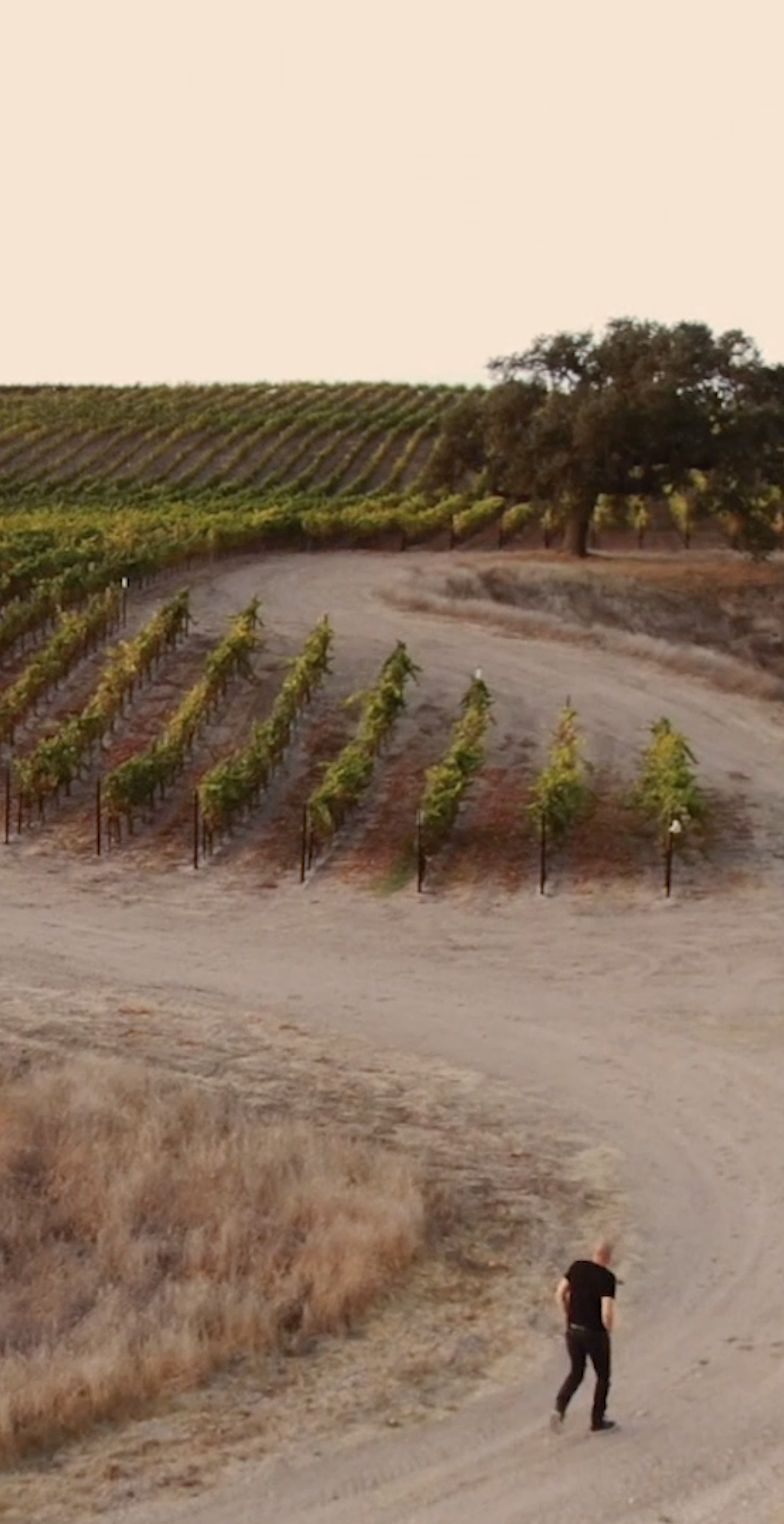 Bar-M Vineyard in Santa Barbara County 