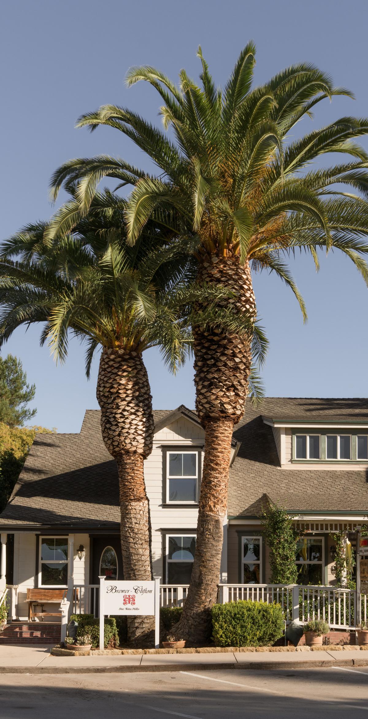 Visit Us in Los Olivos